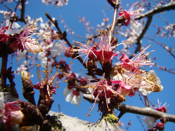 Sviluppo vegetale dell'' albicocco Prunus armeniaca